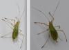 Macrosiphum sp.